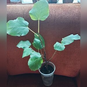 Fig Tree from Cutting from Turkey